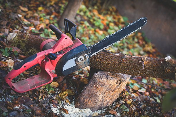 Tree and Shrub Care in Suquamish, WA